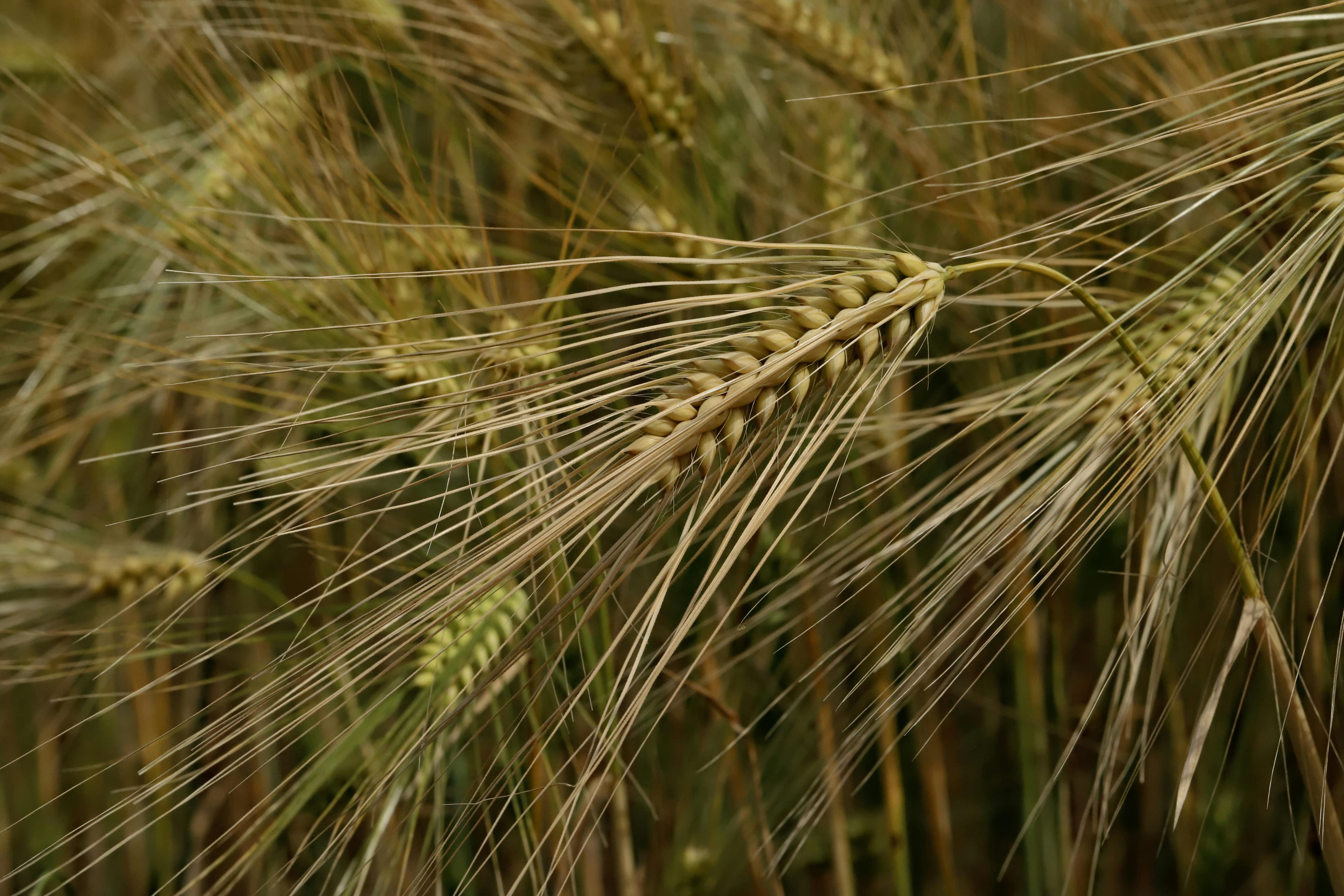 Organic, locally-grown vegetables and fruits delivered fresh to your table.